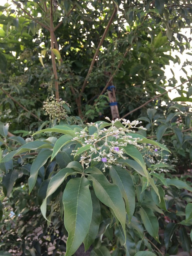 Lagundi