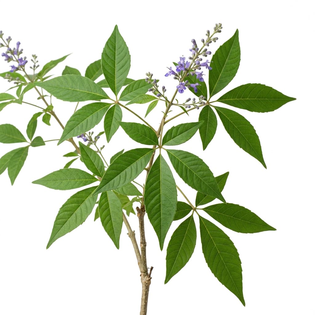Lagundi leaves representing traditional herbal knowledge sharing